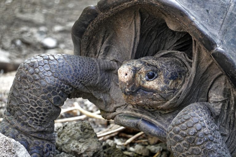 Leia mais sobre o artigo Encontrada tartaruga gigante considerada desaparecida há um século
