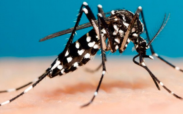 Read more about the article Saúde alerta para constante eliminação de criadouros do mosquito da dengue