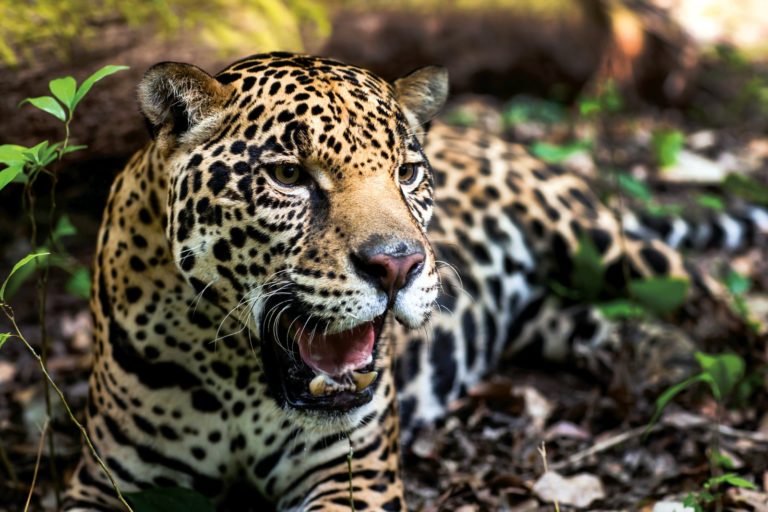 Leia mais sobre o artigo Maior felino das Américas, a onça-pintada está criticamente ameaçada de extinção na caatinga