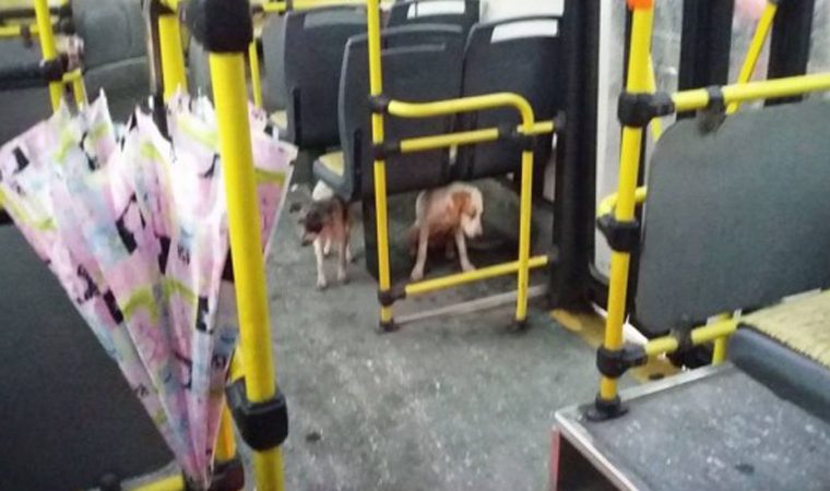 Read more about the article Motorista permite que cães de rua subam no ônibus durante chuvas fortes