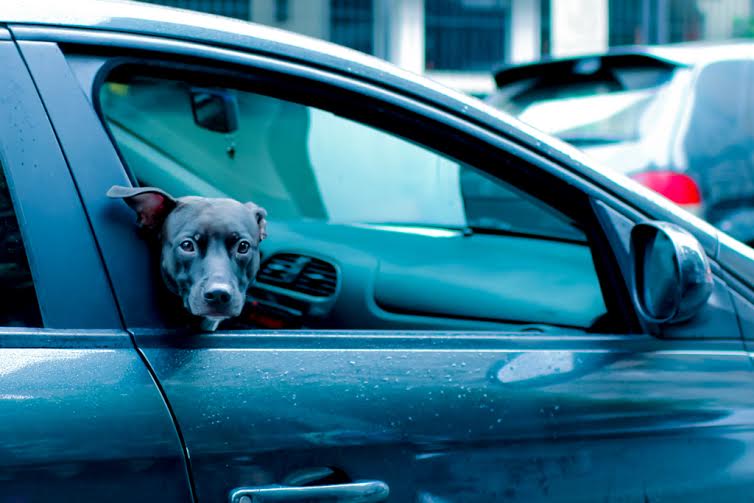 Read more about the article Uber leva cães que estão à espera de adoção até a casa de pessoas interessadas
