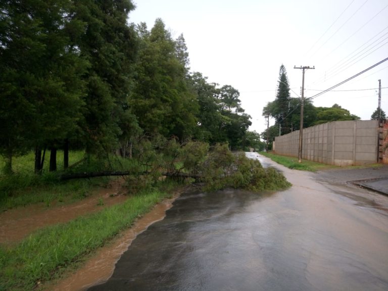 Read more about the article Chuva faz estrago e árvore cai em avenida de Capivari